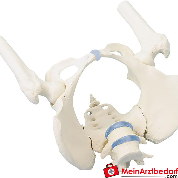 Pelvis de Erler Zimmer con sacro