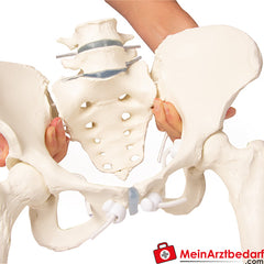 Erler-Zimmer Weibliches Becken.