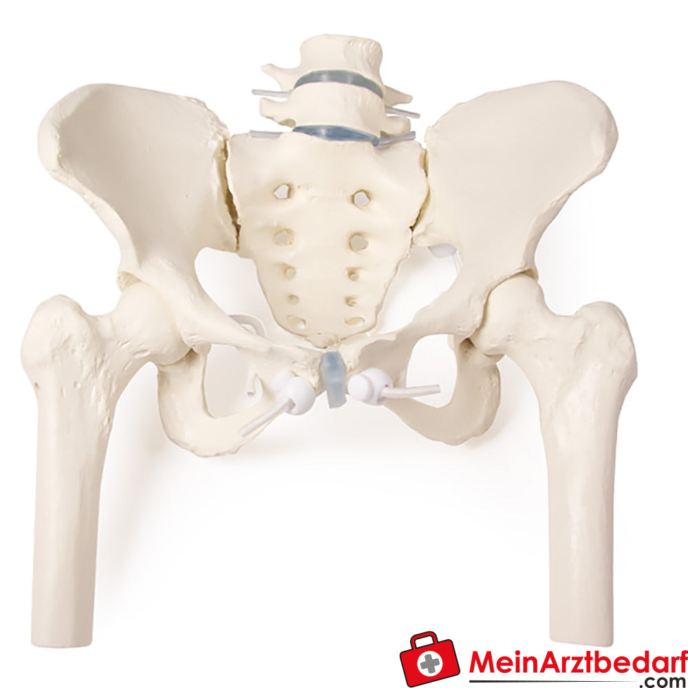 Erler-Zimmer Weibliches Becken.