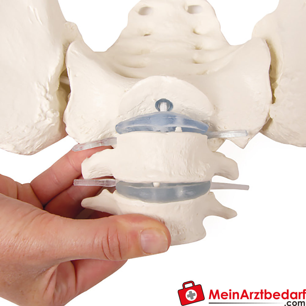 Erler-Zimmer Weibliches Becken.