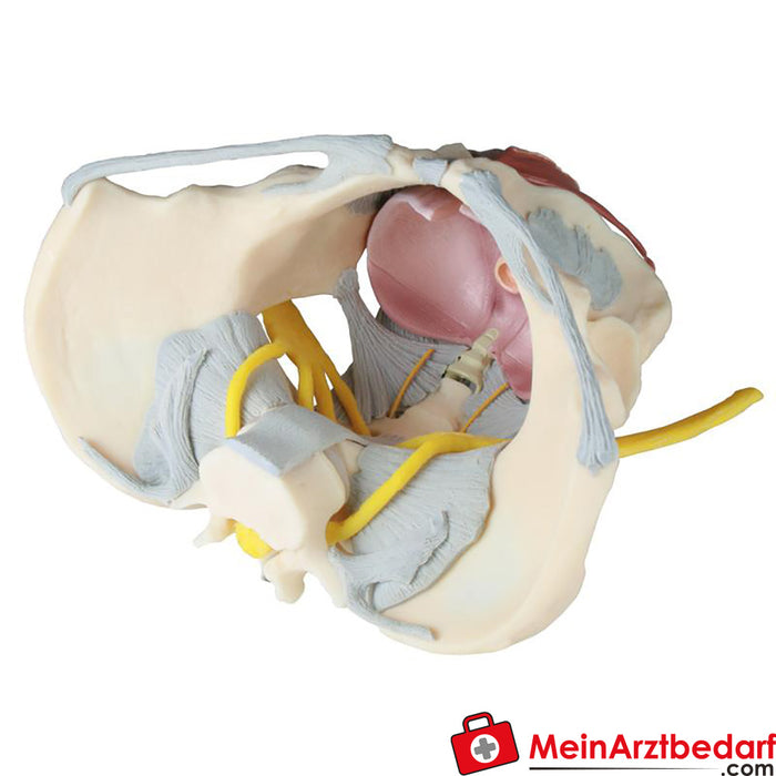 Erler Zimmer Female pelvis with ligamentous apparatus, nerves and pelvic floor