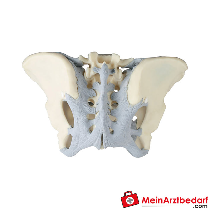 Erler Zimmer Pélvis feminina com aparelho ligamentar