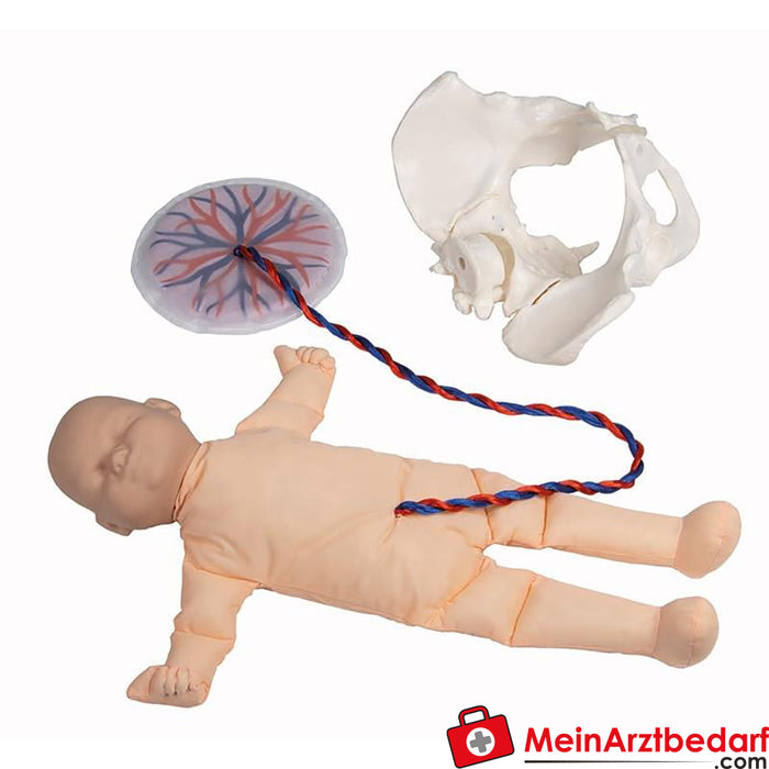 Erler Zimmer Pélvis feminina com manequim fetal, cordão umbilical e placenta
