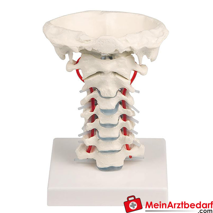 Erler Zimmer Cervical spine with tripod