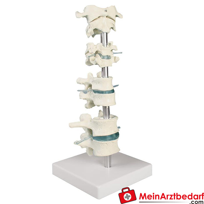 Erler Zimmer Vertebrae collection