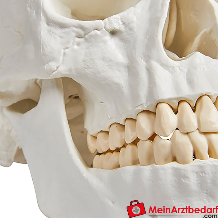 Erler Zimmer 头骨模型，3 部分- EZ 增强解剖学