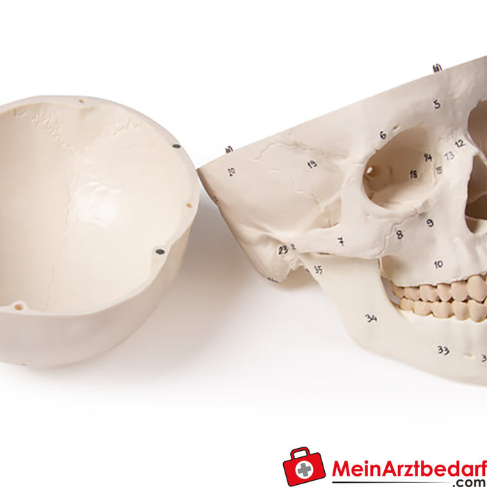 Erler Zimmer 颅骨模型