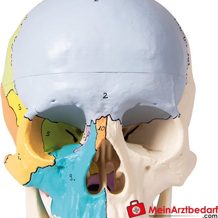 Erler Zimmer Skull model