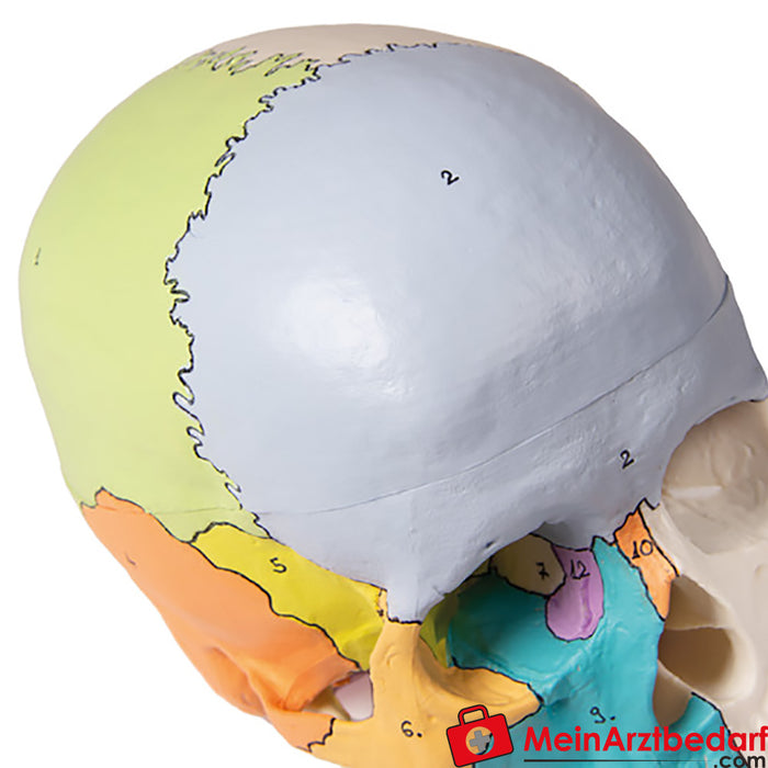 Erler Zimmer Modello di cranio