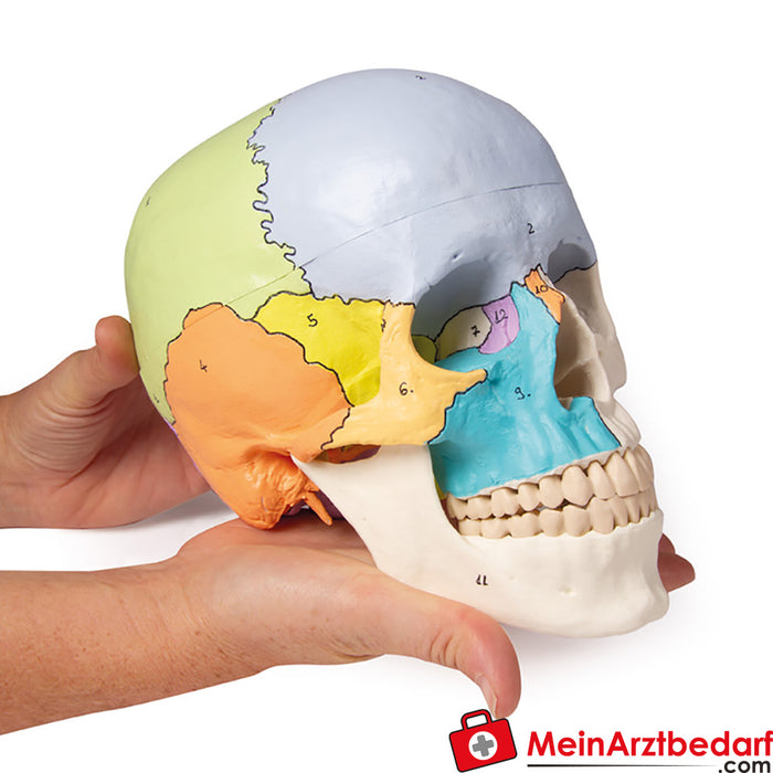 Modelo de cráneo de Erler Zimmer