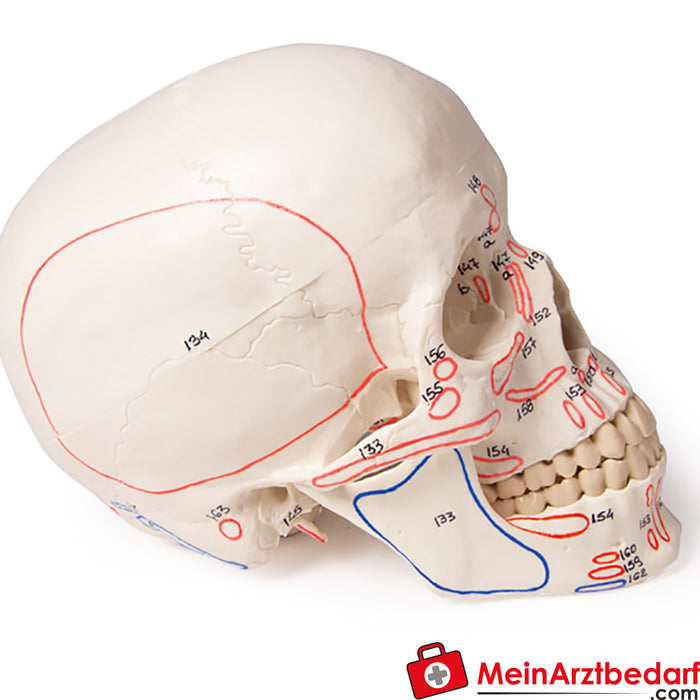 Erler Zimmer Skull model