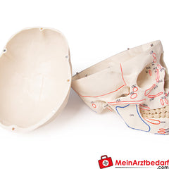 Erler-Zimmer Schädelmodell.