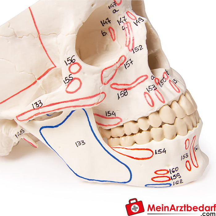 Erler Zimmer Skull model