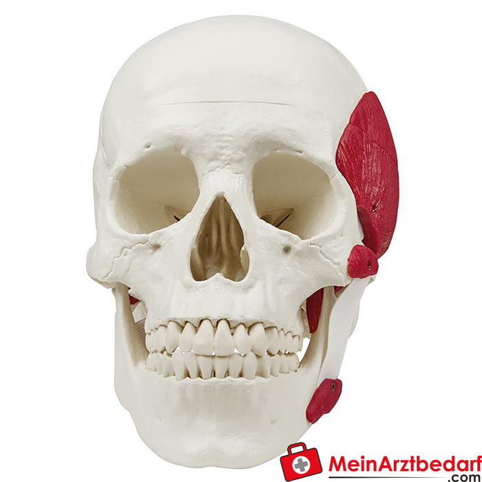 Cráneo de Erler Zimmer con músculos masticadores, 3 partes