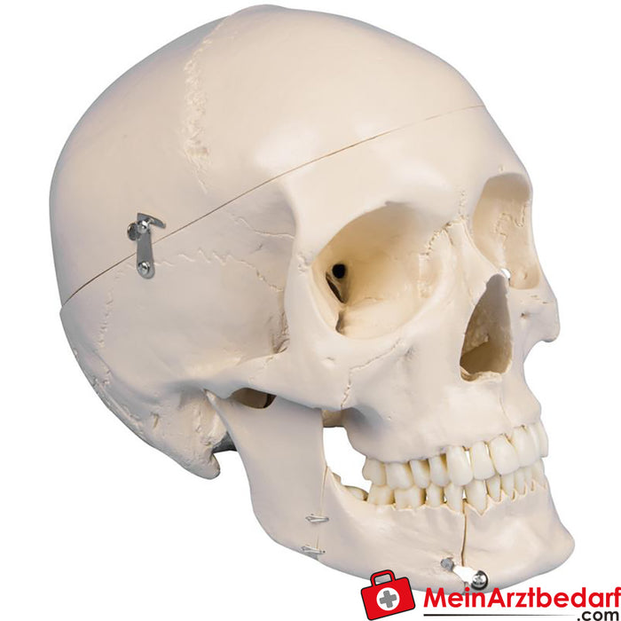 Erler Zimmer Dental skull, 4-piece