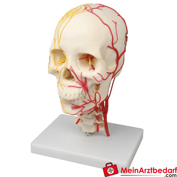 Erler Zimmer Neurovasculärer Schädel