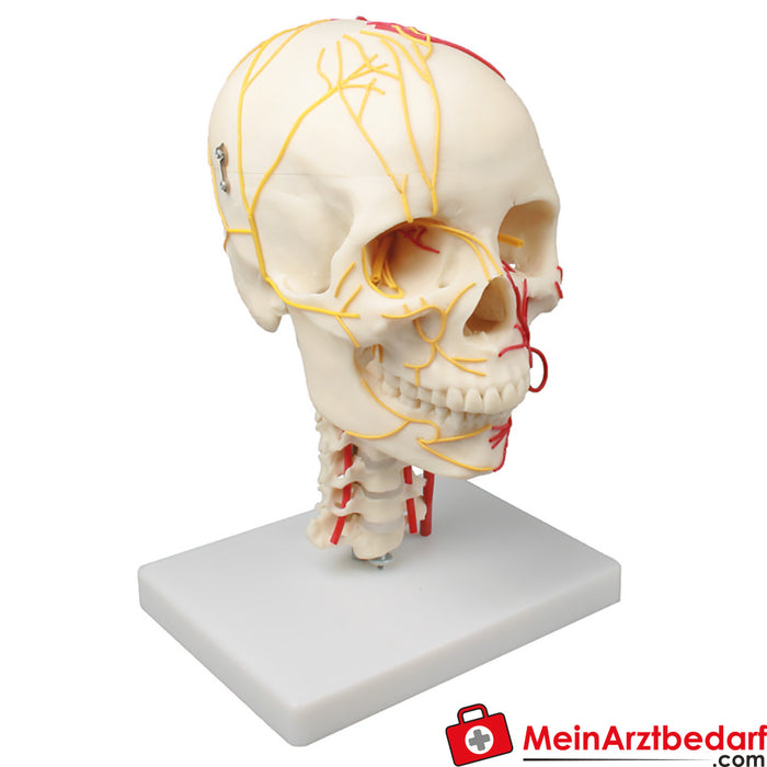 Cráneo Neurovascular de Erler - zimer