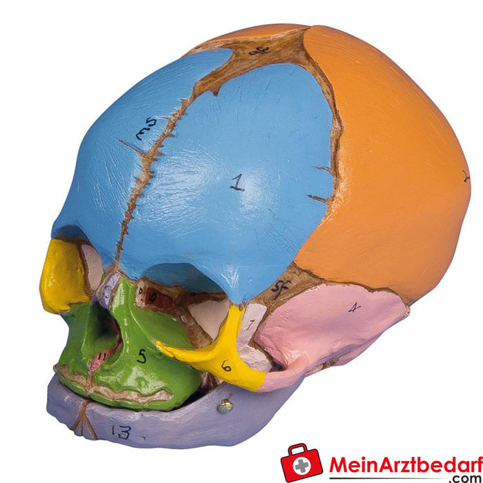 Erler Zimmer foetal skull 40th week, didactically painted