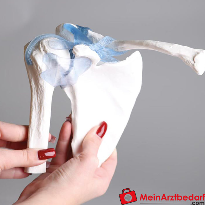 Erler Zimmer Shoulder joint with ligaments, with stand