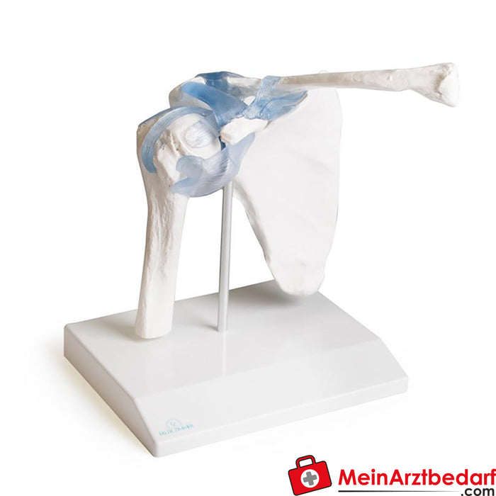 Erler Zimmer Shoulder joint with ligaments, with stand