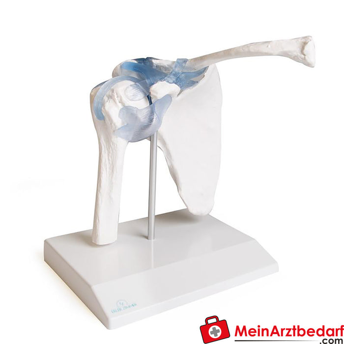 Erler Zimmer Shoulder joint with ligaments, with stand