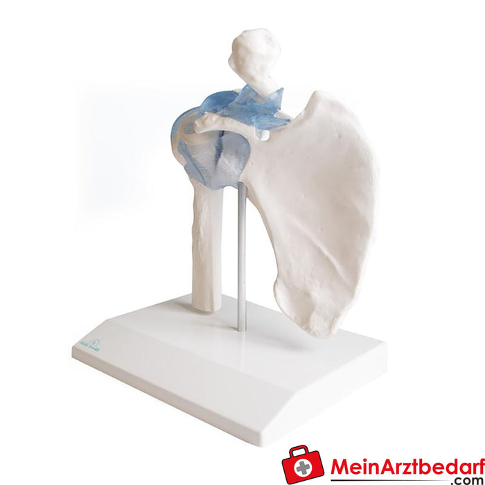 Erler Zimmer Shoulder joint with ligaments, with stand