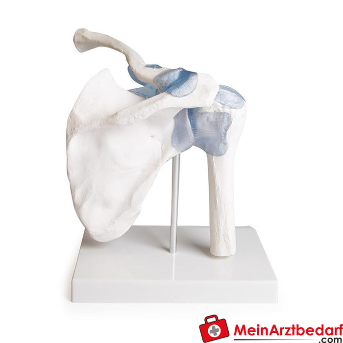 Erler Zimmer Shoulder joint with ligaments, with stand