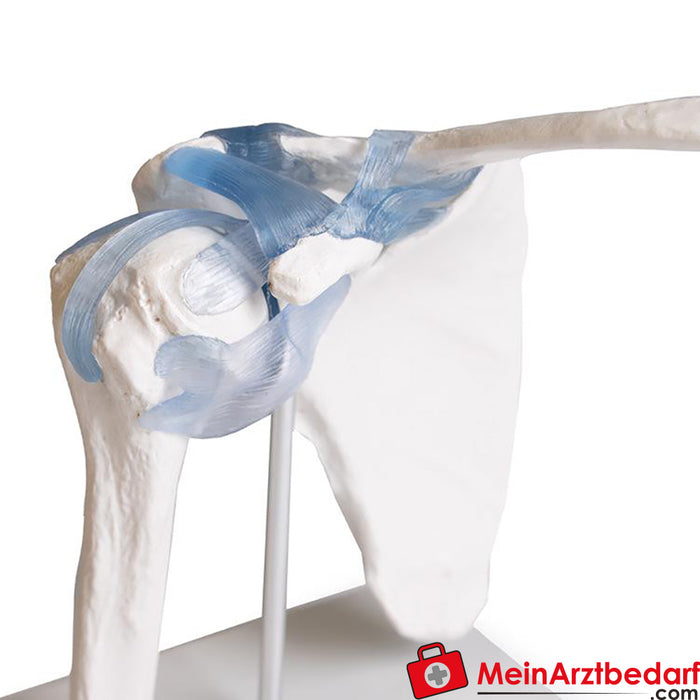 Erler Zimmer Shoulder joint with ligaments, with stand