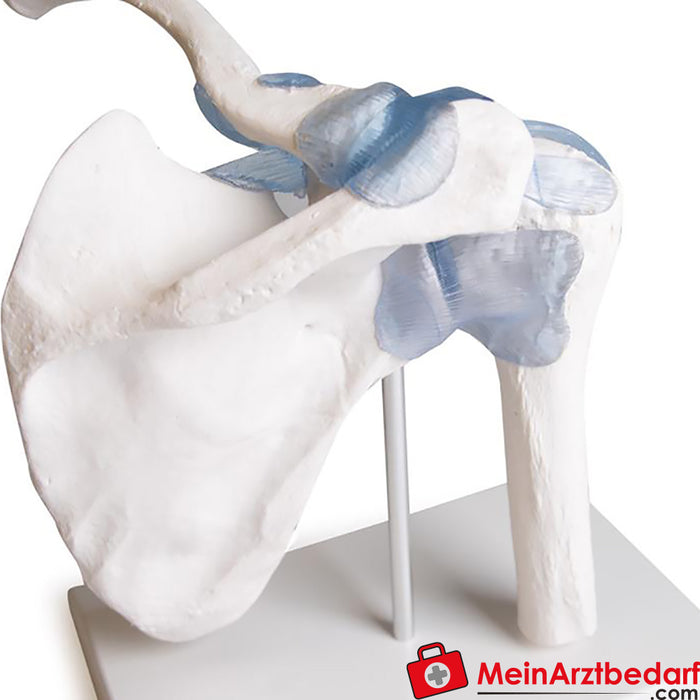 Erler Zimmer Shoulder joint with ligaments, with stand