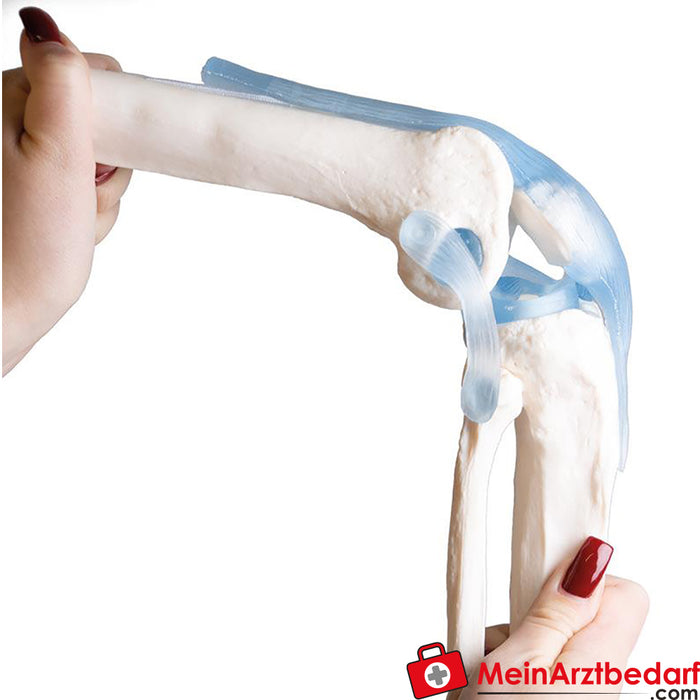 Erler Zimmer Articulation du genou avec ligaments, avec trépied