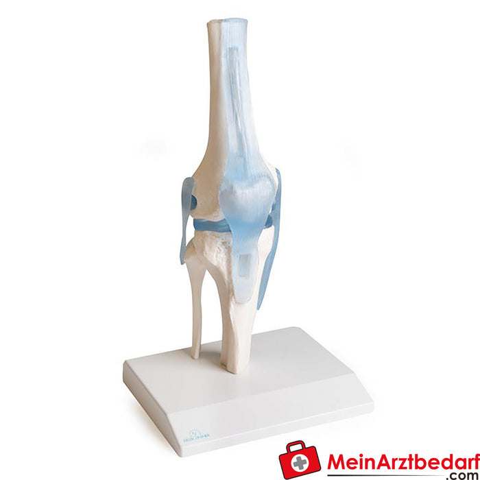 Erler Zimmer Knee joint with ligaments, with stand