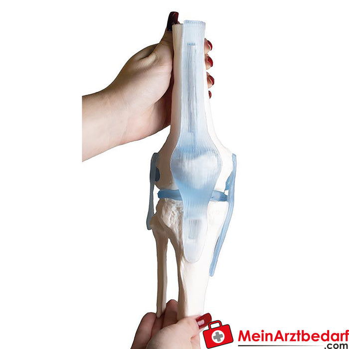 Erler Zimmer Knee joint with ligaments, with stand