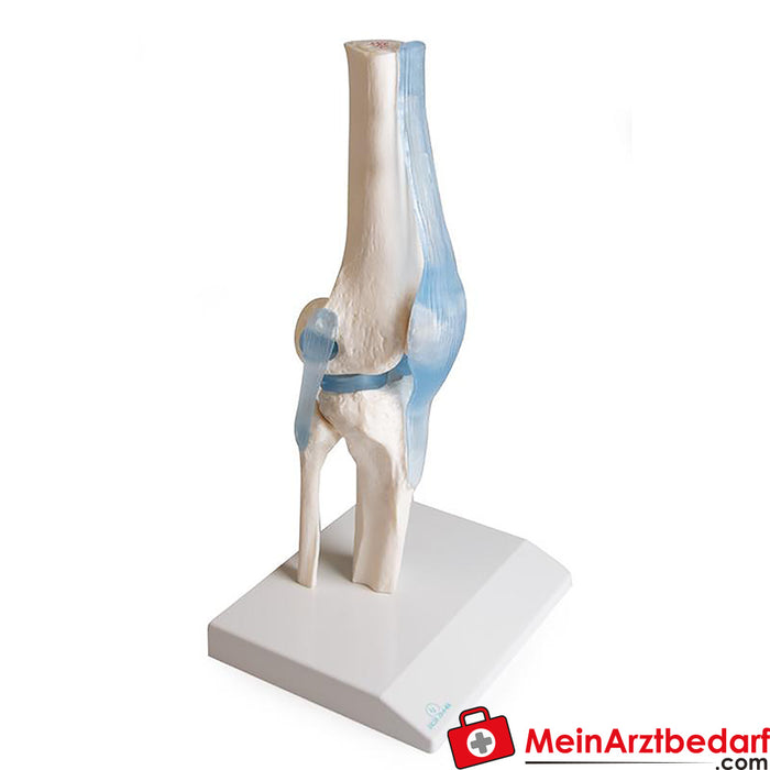 Erler Zimmer Articolazione del ginocchio con legamenti, con supporto