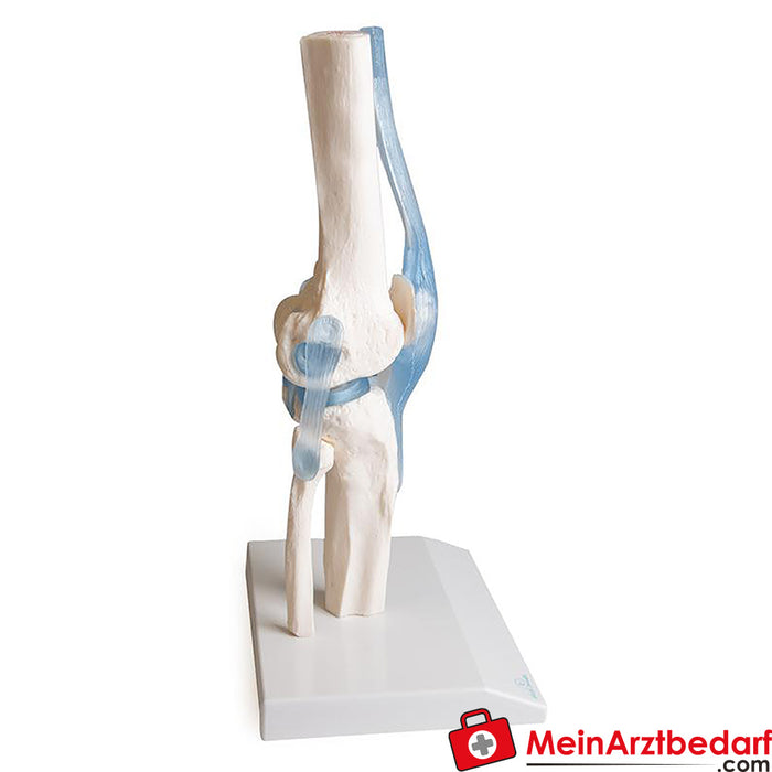 Erler Zimmer Knee joint with ligaments, with stand