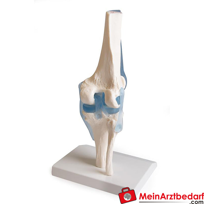 Erler Zimmer Knee joint with ligaments, with stand