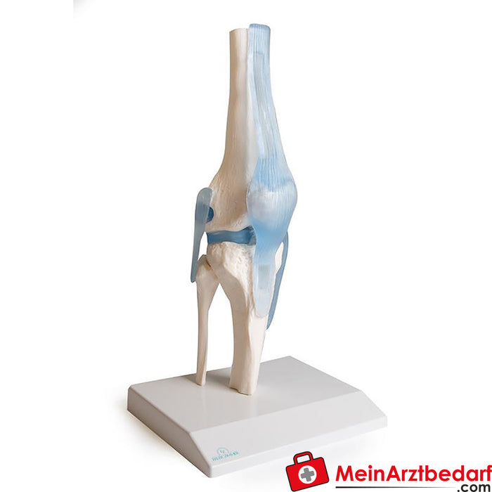 Erler Zimmer Knee joint with ligaments, with stand