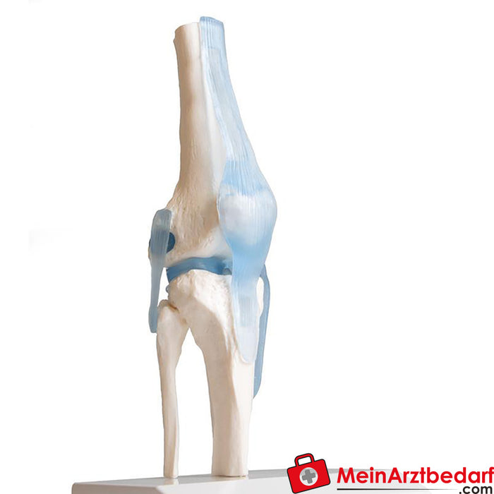 Erler Zimmer Knee joint with ligaments, with stand