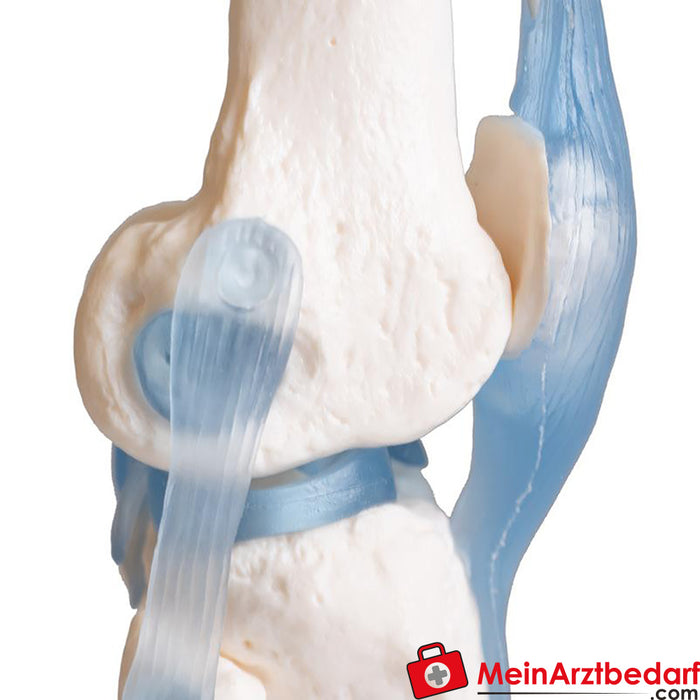 Erler Zimmer Knee joint with ligaments, with stand