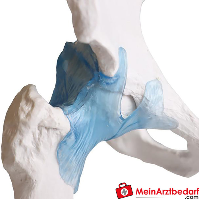 Erler Zimmer Articulation de la hanche avec ligaments, avec trépied