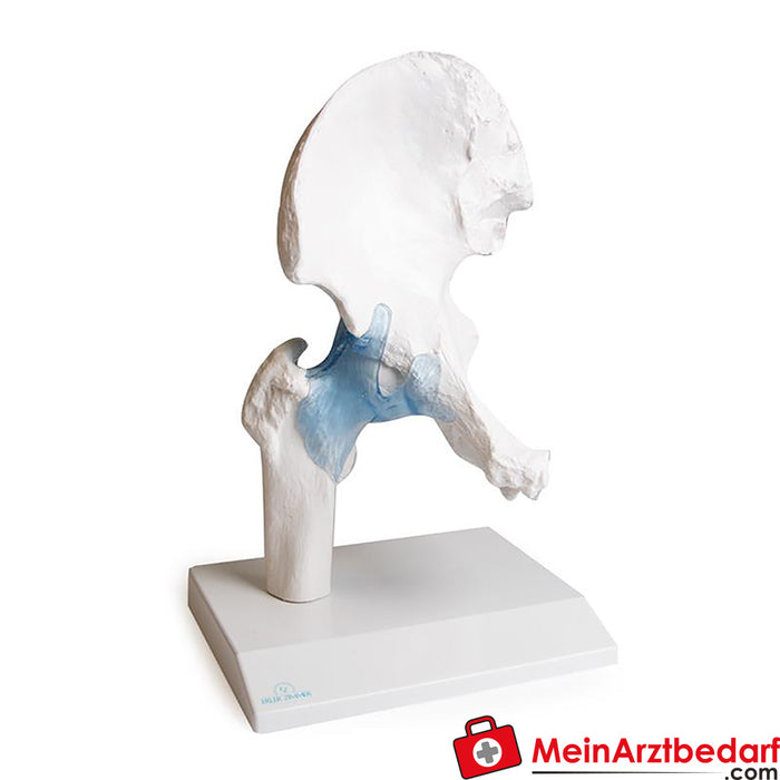 Erler Zimmer Hip joint with ligaments, with stand