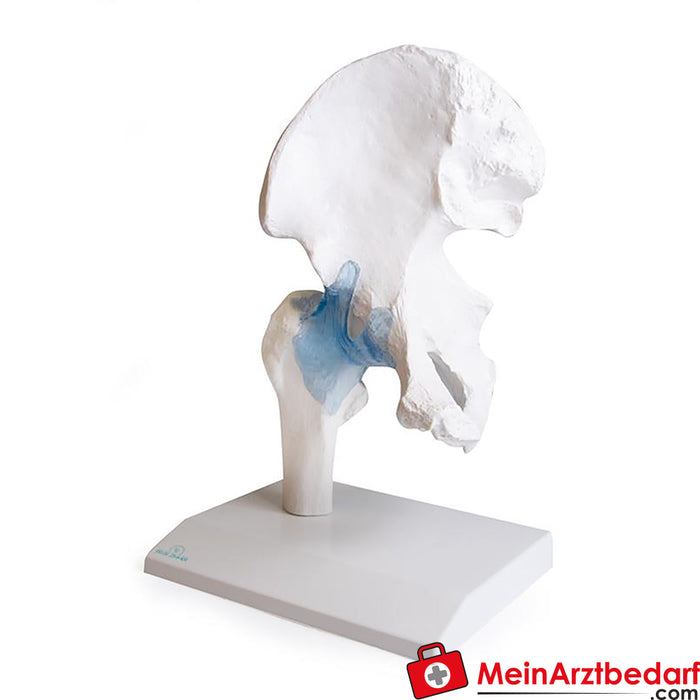Erler Zimmer Hip joint with ligaments, with stand