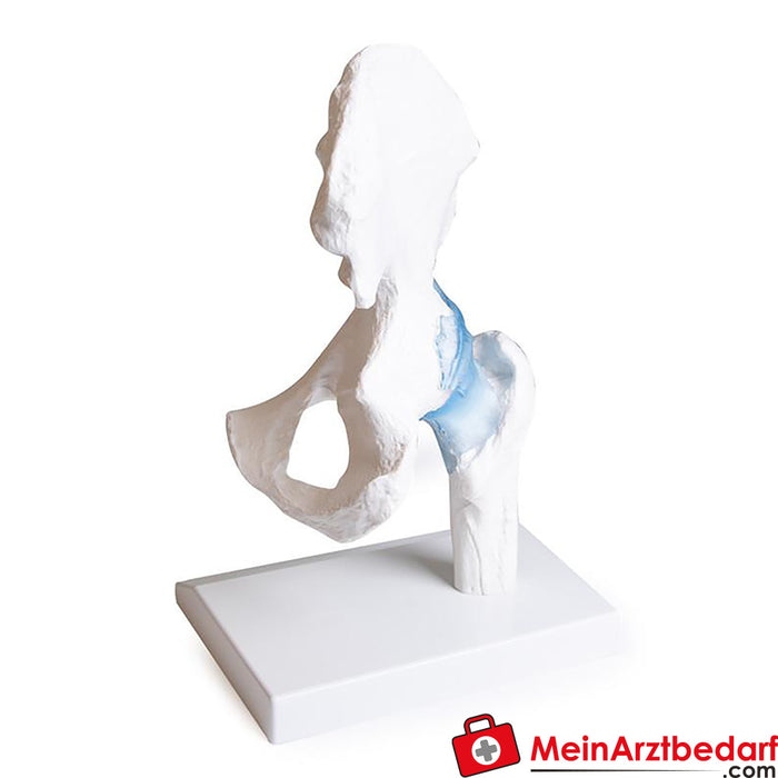 Erler Zimmer Hip joint with ligaments, with stand