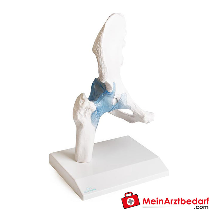 Erler Zimmer Hip joint with ligaments, with stand