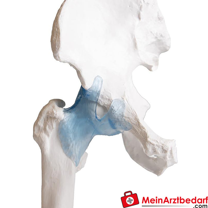 Erler Zimmer Articulation de la hanche avec ligaments, avec trépied