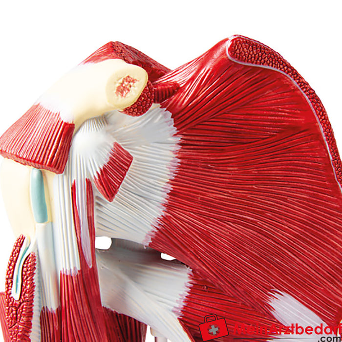 Erler Zimmer Modèle de musculature de l'épaule avec muscles profonds