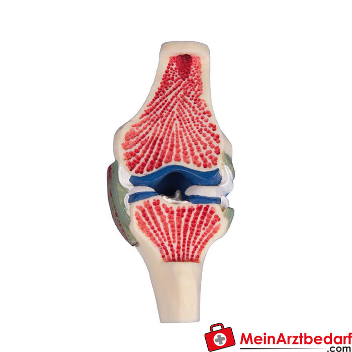 Erler Zimmer Joint section model of the knee