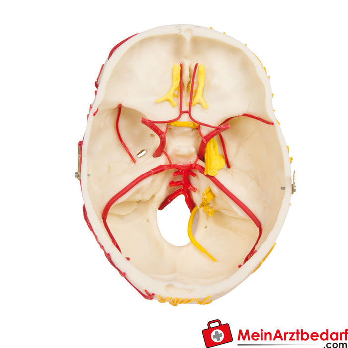 Erler Zimmer Cranio neurovascolare con cervello