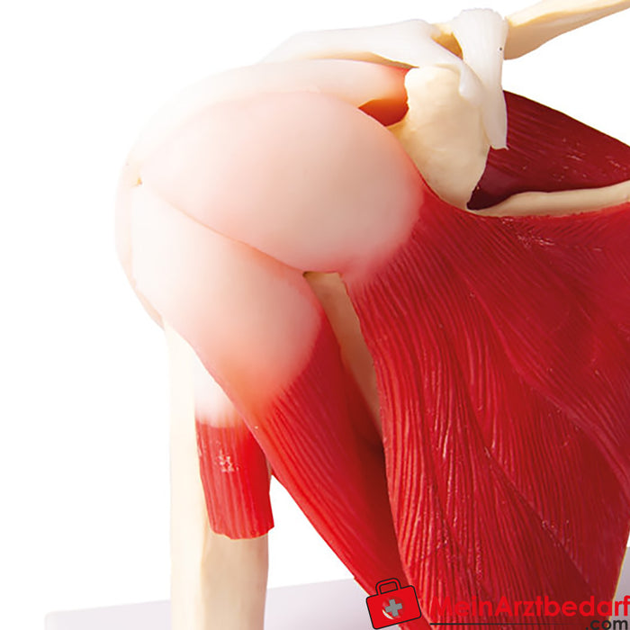 Erler Zimmer Articolazione della spalla, dimensioni naturali con muscoli - Anatomia aumentata EZ