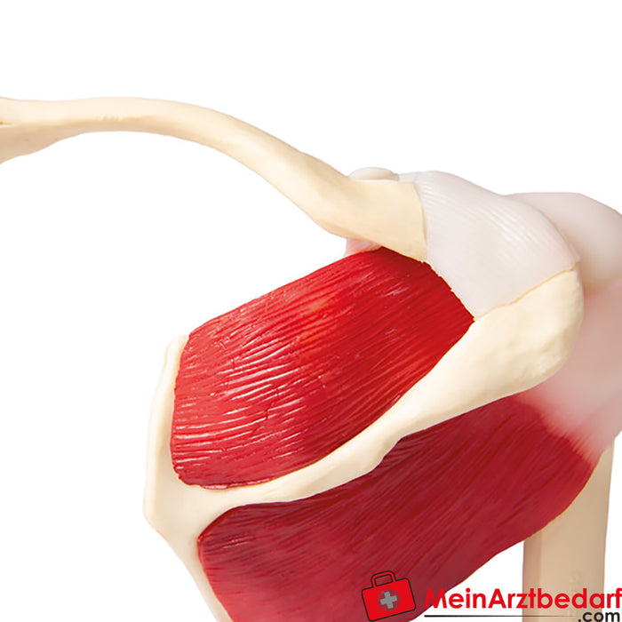 Erler Zimmer Shoulder joint, natural size with muscles - EZ Augmented Anatomy