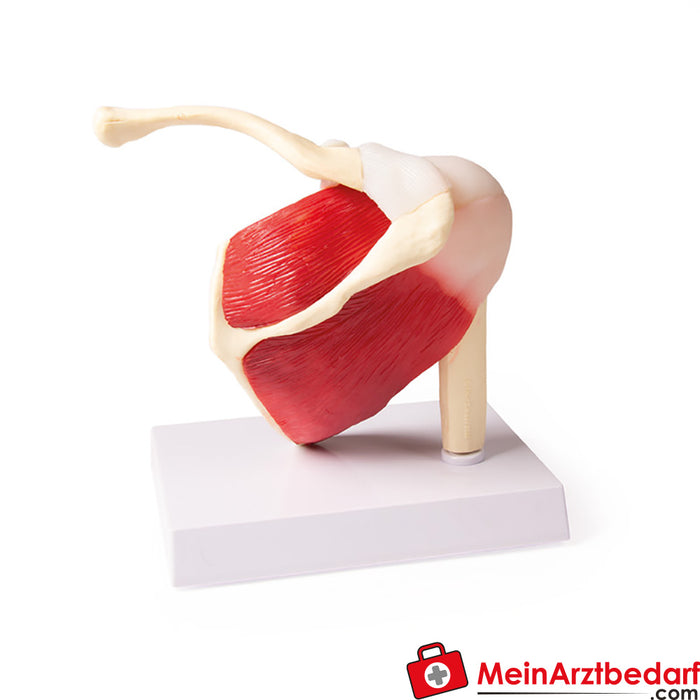 Erler Zimmer Shoulder joint, natural size with muscles - EZ Augmented Anatomy